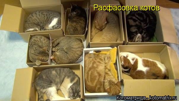 Расфасовка котов... Котоматрица: Расфасовка котов