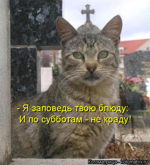 - Я заповедь твою блюду: И по субботам - не краду!... Котоматрица: - Я заповедь твою блюду: И по субботам - не краду!