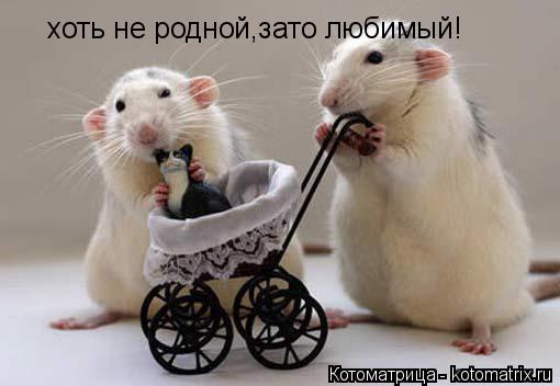 хоть не родной,зато любимый!... Котоматрица: хоть не родной,зато любимый!
