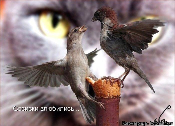 Сосиски влюбились...... Котоматрица: Сосиски влюбились...
