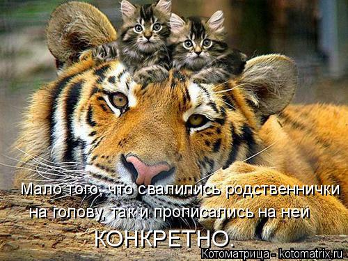на голову, так и прописались на ней КОНКРЕТНО. Мало того, что свалились родственнички... Котоматрица: на голову, так и прописались на ней КОНКРЕТНО. Мало того, что свалились родственнички