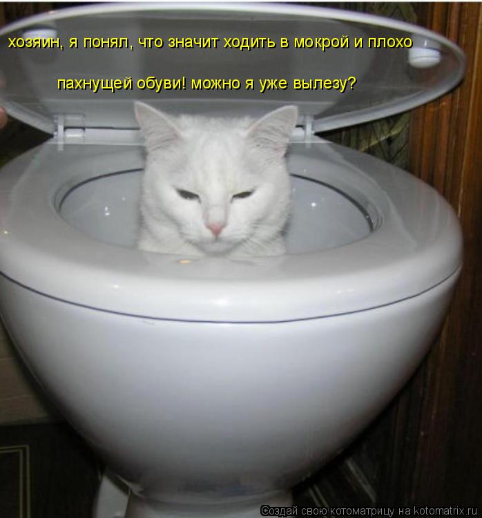 хозяин, я понял, что значит ходить в мокрой и плохо пахнущей обуви! можно я уже вылезу?... Котоматрица: хозяин, я понял, что значит ходить в мокрой и плохо пахнущей обуви! можно я уже вылезу?