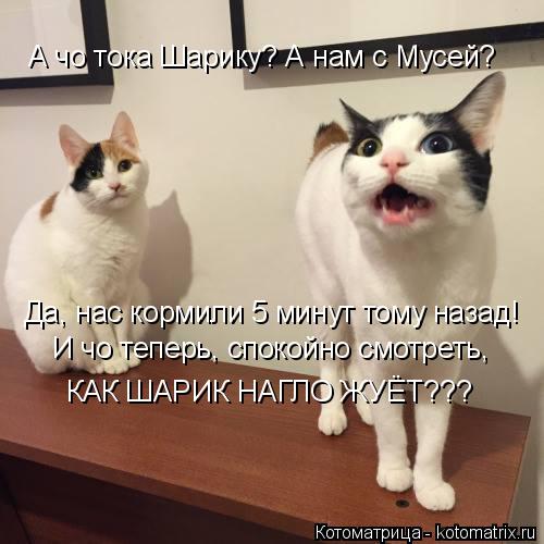 А чо тока Шарику? А нам с Мусей? Да, нас кормили 5 минут тому назад! И чо теперь, спокойно смотреть, ... Котоматрица: А чо тока Шарику? А нам с Мусей? Да, нас кормили 5 минут тому назад! И чо теперь, спокойно смотреть, КАК ШАРИК НАГЛО ЖУЁТ???