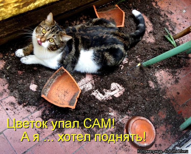 Цветок упал САМ! А я ... хотел поднять!... Котоматрица: Цветок упал САМ! А я ... хотел поднять!
