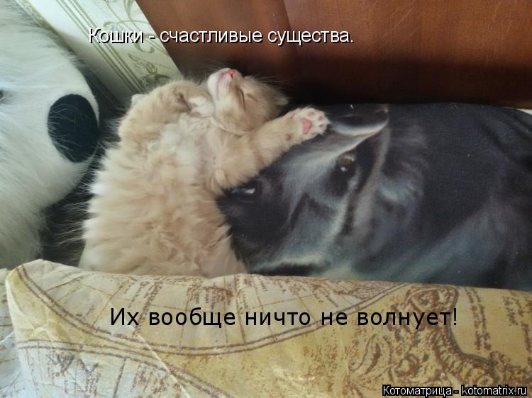 Кошки - счастливые существа. Их вообще ничто не волнует!... Котоматрица: Кошки - счастливые существа. Их вообще ничто не волнует!