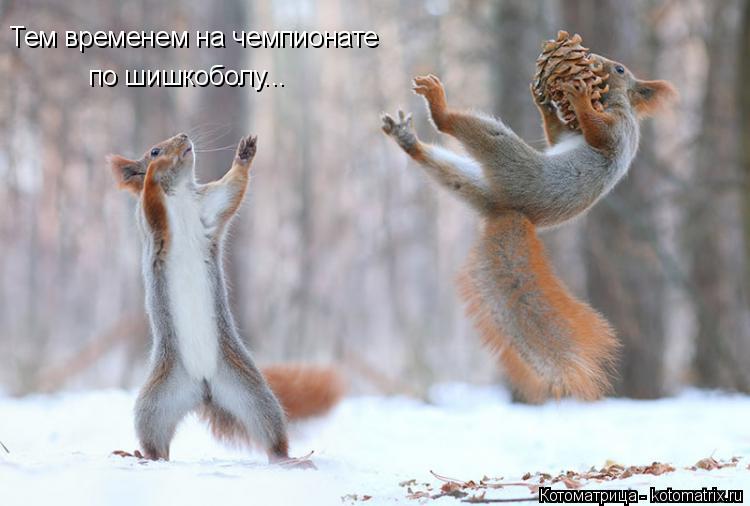 Котоматрица: Тем временем на чемпионате  по шишкоболу...