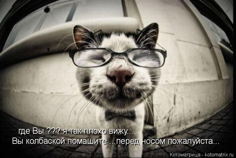 где Вы ??? я так плохо вижу... Вы колбаской помашите ...перед носом пожалуйста...... Котоматрица: где Вы ??? я так плохо вижу... Вы колбаской помашите ...перед носом пожалуйста...