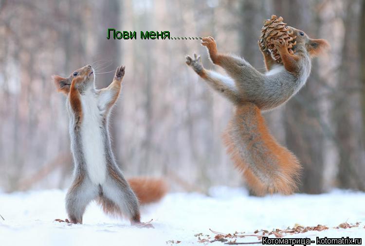Котоматрица: Лови меня.........