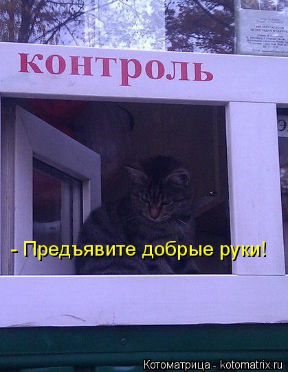 Котоматрица: - Предъявите добрые руки!