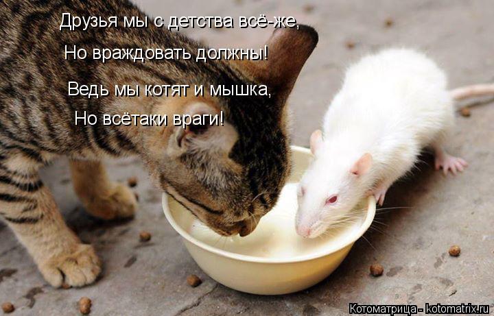 Котоматрица: Друзья мы с детства всё-же, Но враждовать должны! Ведь мы котят и мышка, Но всётаки враги!