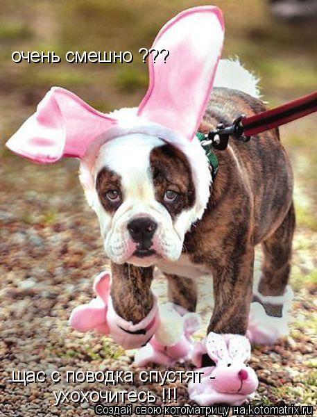 очень смешно ??? щас с поводка спустят - ухохочитесь !!!... Котоматрица: очень смешно ??? щас с поводка спустят - ухохочитесь !!!