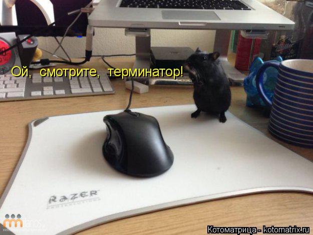 Котоматрица: Ой,  смотрите,  терминатор!