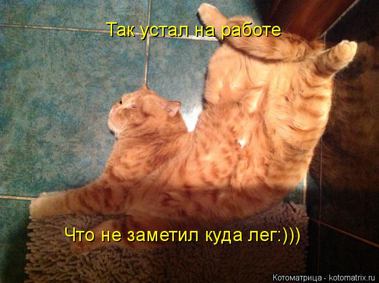 Котоматрица: Так устал на работе Что не заметил куда лег:)))