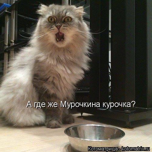 Котоматрица: А где же Мурочкина курочка?