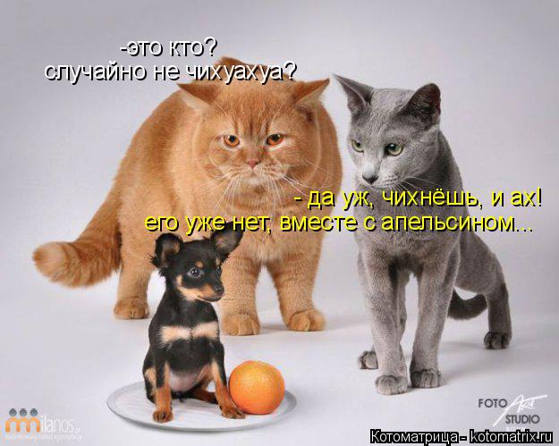 Котоматрица: -это кто? случайно не чихуахуа? - да уж, чихнёшь, и ах! его уже нет, вместе с апельсином...