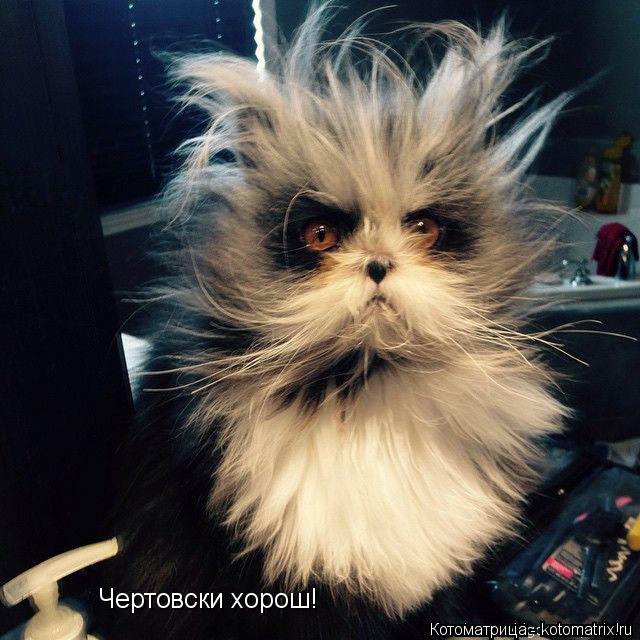 Чертовски хорош!... Котоматрица: Чертовски хорош!