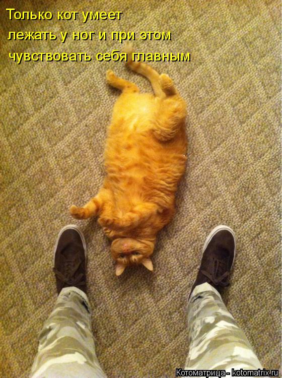 Котоматрица: Только кот умеет  лежать у ног и при этом  чувствовать себя главным