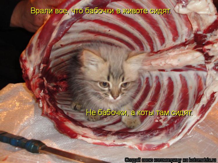 Котоматрица: Врали все, что бабочки в животе сидят Не бабочки, а коты там сидят. .
