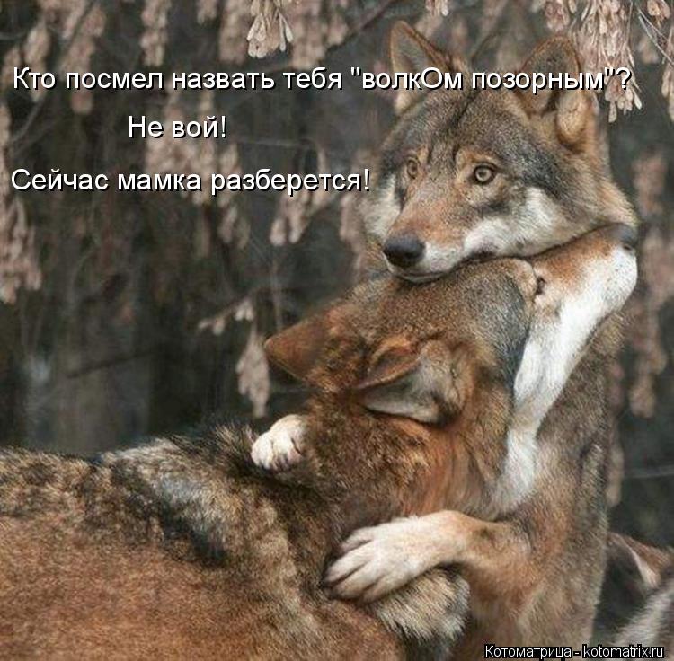 Котоматрица: Кто посмел назвать тебя "волкОм позорным"? Не вой! Сейчас мамка разберется!