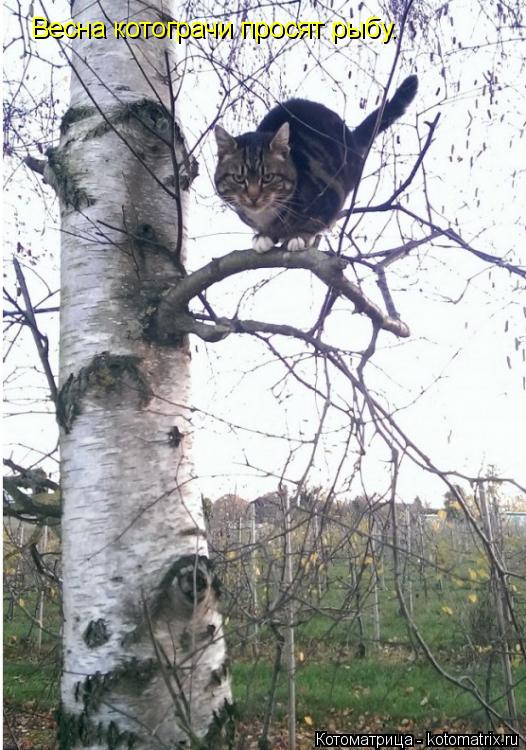Котоматрица: Весна котограчи просят рыбу.