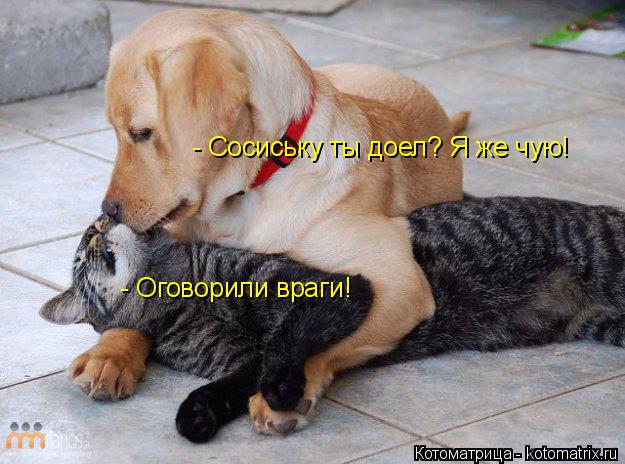 - Сосиську ты доел? Я же чую! - Оговорили враги!... Котоматрица: - Сосиську ты доел? Я же чую! - Оговорили враги!