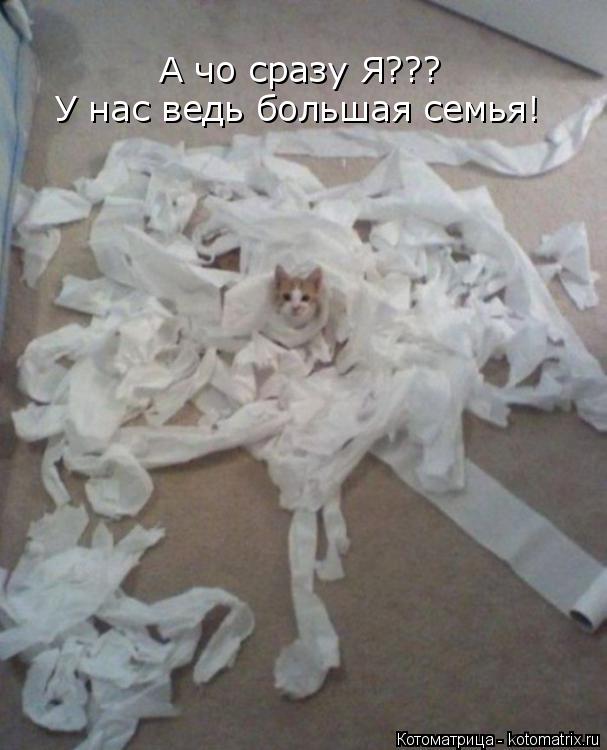 Котоматрица: А чо сразу Я??? У нас ведь большая семья!