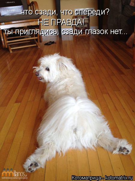 Котоматрица: что сзади, что спереди? НЕ ПРАВДА! ты приглядись, сзади глазок нет...