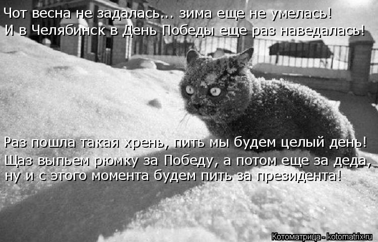 Котоматрица: И в Челябинск в День Победы еще раз наведалась! Чот весна не задалась... зима еще не умелась! Щаз выпьем рюмку за Победу, а потом еще за деда, н