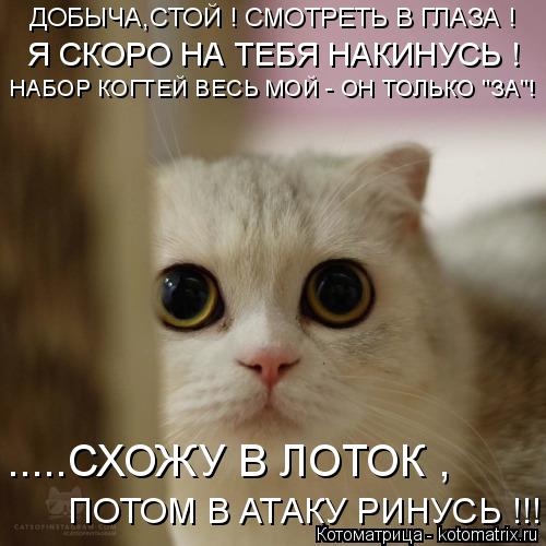 Котоматрица: ДОБЫЧА,СТОЙ ! СМОТРЕТЬ В ГЛАЗА ! Я СКОРО НА ТЕБЯ НАКИНУСЬ ! НАБОР КОГТЕЙ ВЕСЬ МОЙ - ОН ТОЛЬКО "ЗА"! .....СХОЖУ В ЛОТОК , ПОТОМ В АТАКУ РИНУСЬ !!!