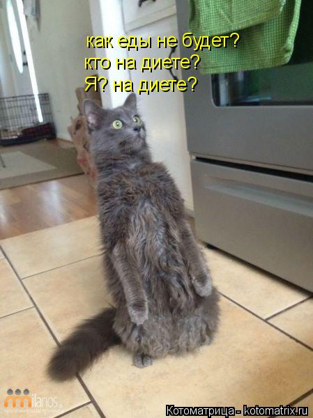 Котоматрица: как еды не будет? кто на диете? Я? на диете?