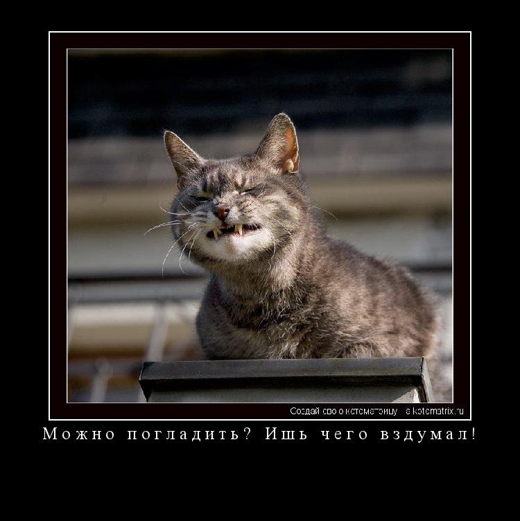 Можно погладить? Ишь чего вздумал! ... Котоматрица: Можно погладить? Ишь чего вздумал!