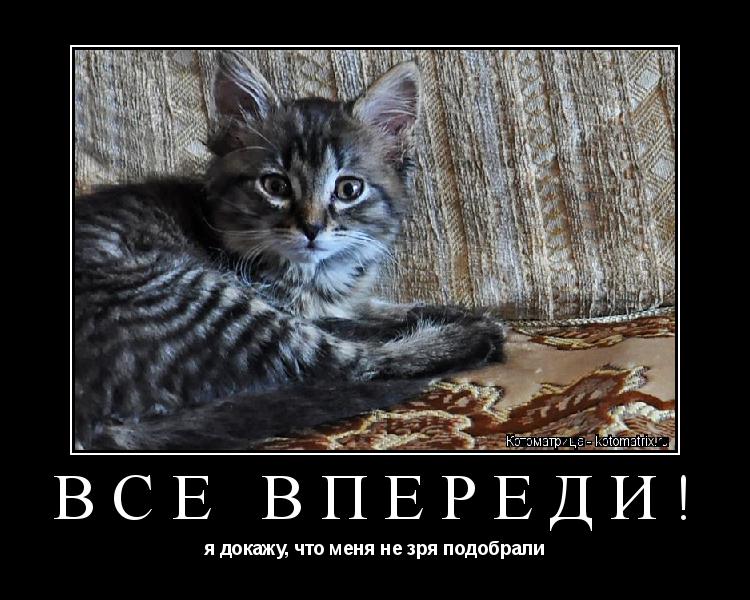 Котоматрица: ВСЕ ВПЕРЕДИ! я докажу, что меня не зря подобрали