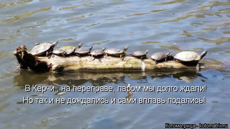 Котоматрица: В Керчи , на переправе, паром мы долго ждали! Но так и не дождались и сами вплавь подались!