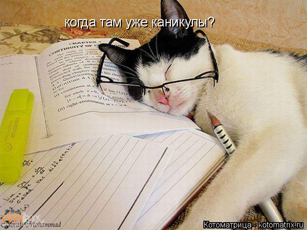 Котоматрица: когда там уже каникулы?