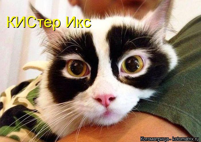 Котоматрица: КИСтер Икс