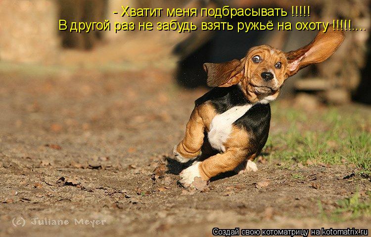 Котоматрица: - Хватит меня подбрасывать !!!!! В другой раз не забудь взять ружьё на охоту !!!!!....