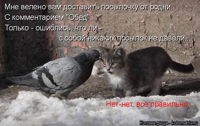 Мне велено вам доставить посылочку от родни. С комментарием "Обед". Только - ошиблись, что ли - с со... Котоматрица: Мне велено вам доставить посылочку от родни. С комментарием "Обед". Только - ошиблись, что ли - с собой никаких посылок не давали... Нет-нет, вс
