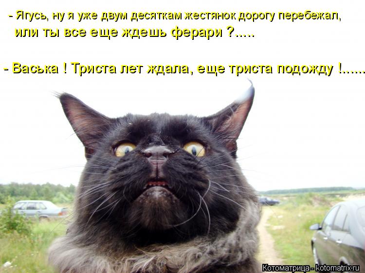 Котоматрица: - Ягусь, ну я уже двум десяткам жестянок дорогу перебежал, или ты все еще ждешь ферари ?..... - Васька ! Триста лет ждала, еще триста подожду !......