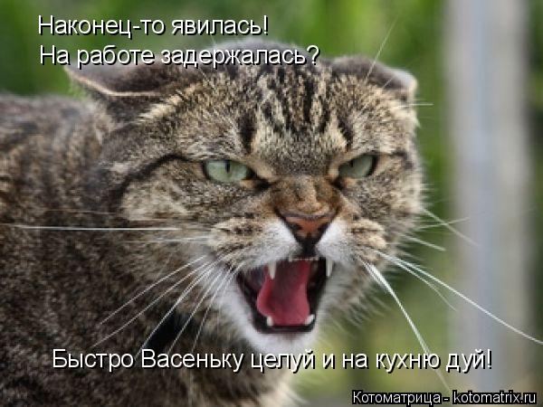 Наконец-то явилась! На работе задержалась? Быстро Васеньку целуй и на кухню дуй!... Котоматрица: Наконец-то явилась! На работе задержалась? Быстро Васеньку целуй и на кухню дуй!