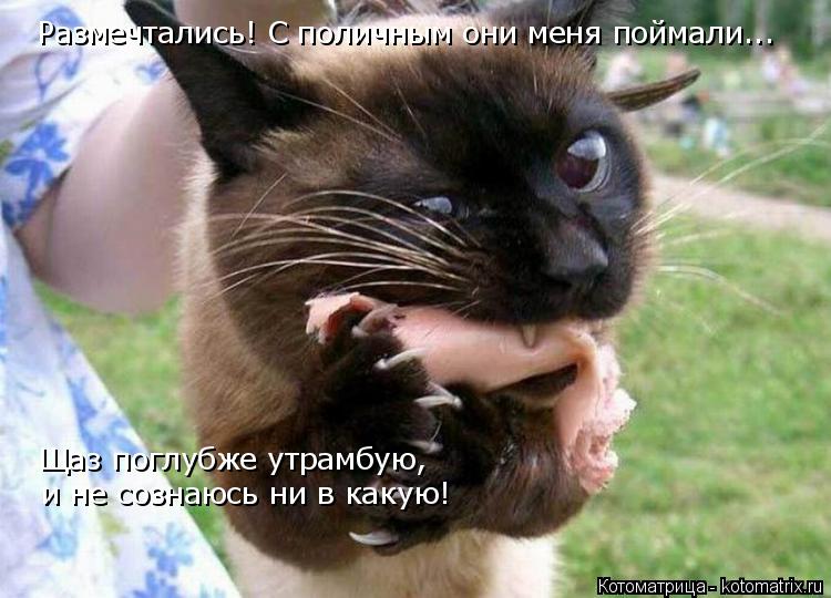 Размечтались! С поличным они меня поймали... Щаз поглубже утрамбую, и не сознаюсь ни в какую!... Котоматрица: Размечтались! С поличным они меня поймали... Щаз поглубже утрамбую, и не сознаюсь ни в какую!