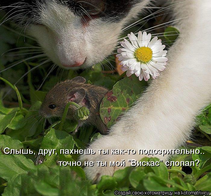 Котоматрица: точно не ты мой "Вискас" слопал? Слышь, друг, пахнешь ты как-то подозрительно..