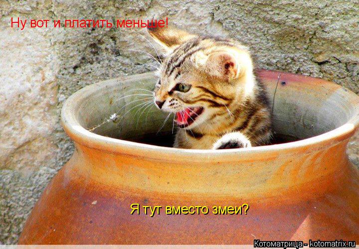 Ну вот и платить меньше! Я тут вместо змеи?... Котоматрица: Ну вот и платить меньше! Я тут вместо змеи?