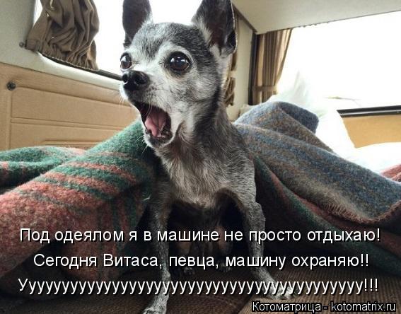 Котоматрица: Под одеялом я в машине не просто отдыхаю! Ууууууууууууууууууууууууууууууууууууууууу!!! Сегодня Витаса, певца, машину охраняю!!