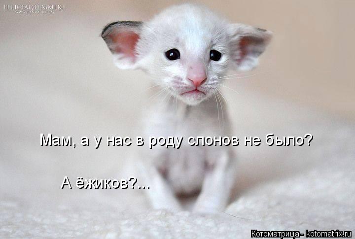 Мам, а у нас в роду слонов не было? А ёжиков?...... Котоматрица: Мам, а у нас в роду слонов не было? А ёжиков?...