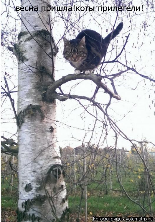 Котоматрица: весна пришла!коты прилетели!