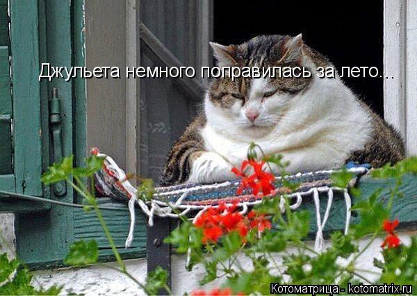 Котоматрица: Джульета немного поправилась за лето...