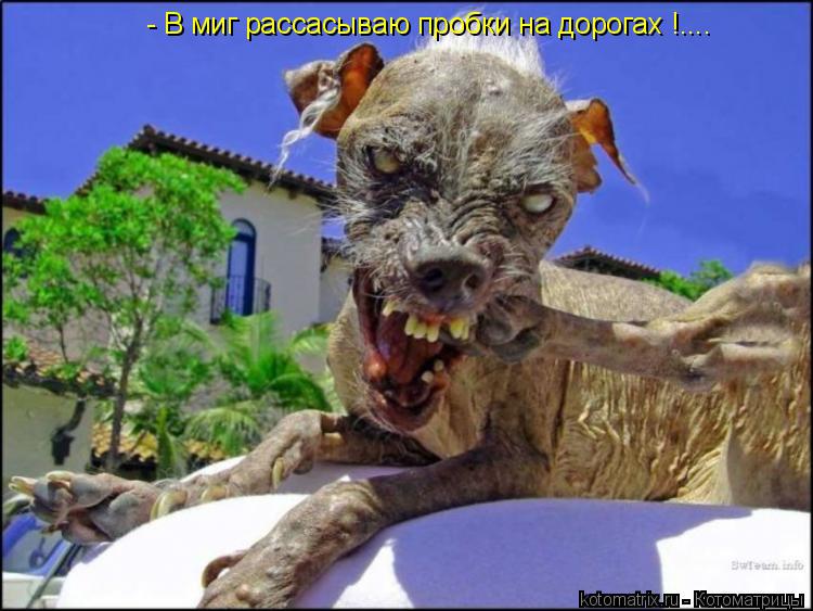 Котоматрица: - В миг рассасываю пробки на дорогах !....