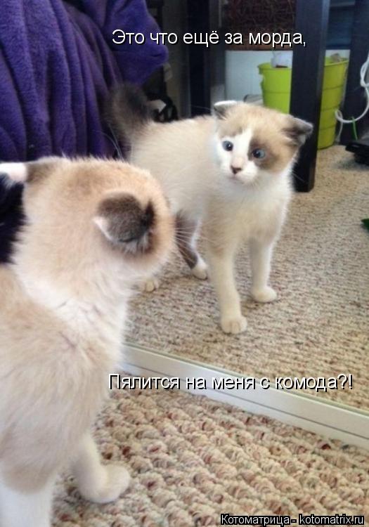 Это что ещё за морда, Пялится на меня с комода?!... Котоматрица: Это что ещё за морда, Пялится на меня с комода?!