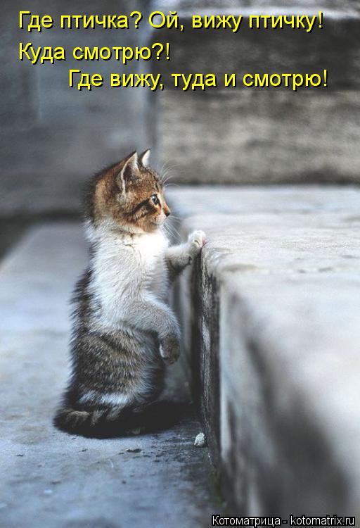 Где птичка? Ой, вижу птичку! Куда смотрю?! Где вижу, туда и смотрю!... Котоматрица: Где птичка? Ой, вижу птичку! Куда смотрю?! Где вижу, туда и смотрю!