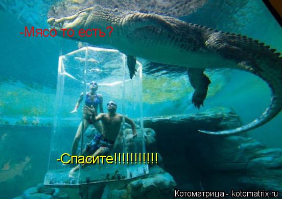 -Спасите!!!!!!!!!!! -Мясо то есть?... Котоматрица: -Спасите!!!!!!!!!!! -Мясо то есть?
